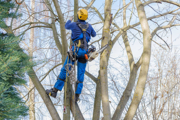 Best Lawn Dethatching  in USA